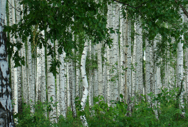 Обои картинки фото природа, лес, лето, берёза, деревья, берёзовая, роща