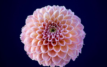 Картинка цветы георгины георгин макро