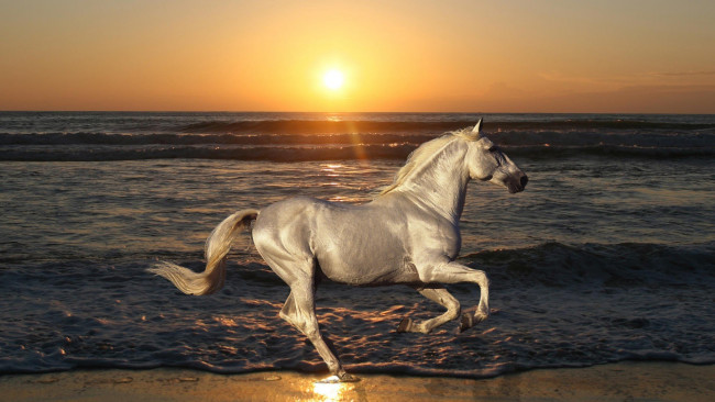 Обои картинки фото животные, лошади, конь, белый, море, закат