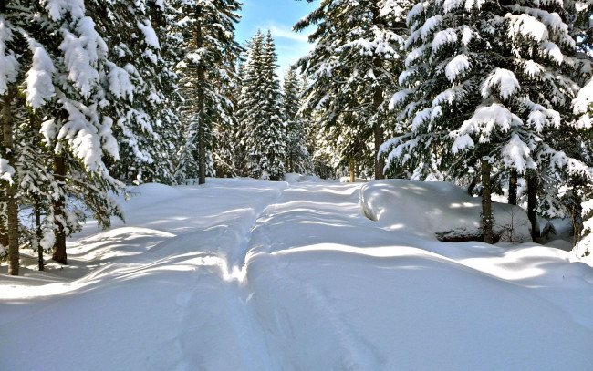 Обои картинки фото природа, зима, лес, елки, сугробы, снег