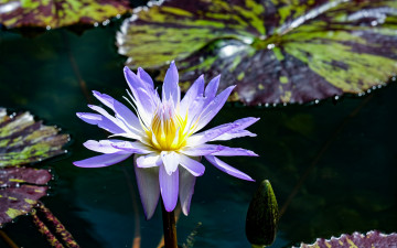 Картинка цветы лотосы вода лотос бутон