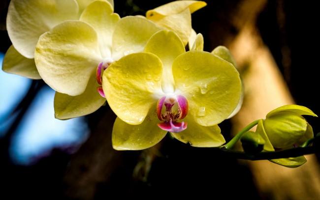 Обои картинки фото цветы, орхидеи, желтые, макро, капли