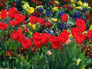 Картинка алые тюльпаны цветы разные вместе