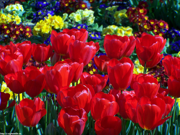 Обои картинки фото тюльпаны, алые, цветы