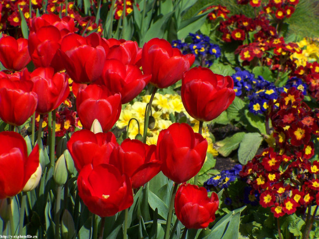 Обои картинки фото тюльпаны, алые, цветы, разные, вместе