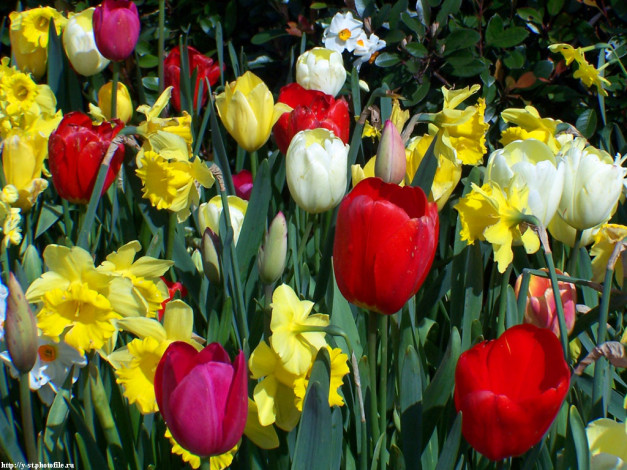 Обои картинки фото весна, сан, франциско, цветы, разные, вместе