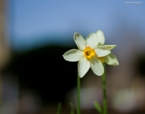 Картинка цветы нарциссы весна нарцисс
