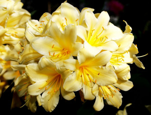 Картинка цветы кливия желтый гроздь