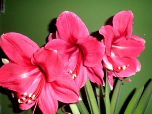 Картинка цветы амариллисы гиппеаструмы амариллис