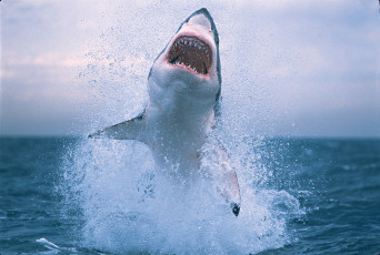 Картинка животные акулы акула океан брызги вода пасть челюсти