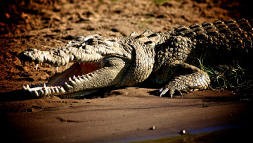 Картинка животные крокодилы крокодил берег трава