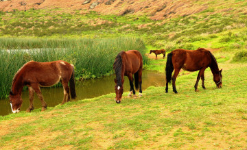 Картинка животные лошади трава река кони