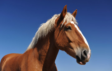 Картинка животные лошади рыжий конь