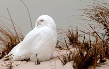 Картинка животные совы полярная сова белый снег
