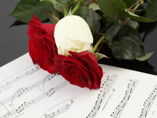 Обои картинки фото цветы, розы, ноты