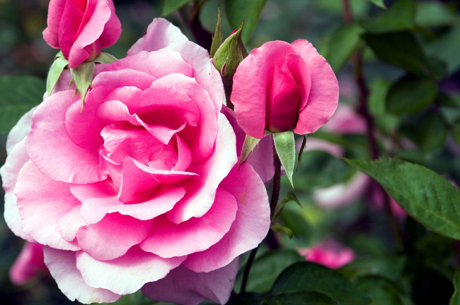 Обои картинки фото цветы, розы, розовый, лепестки, бутон