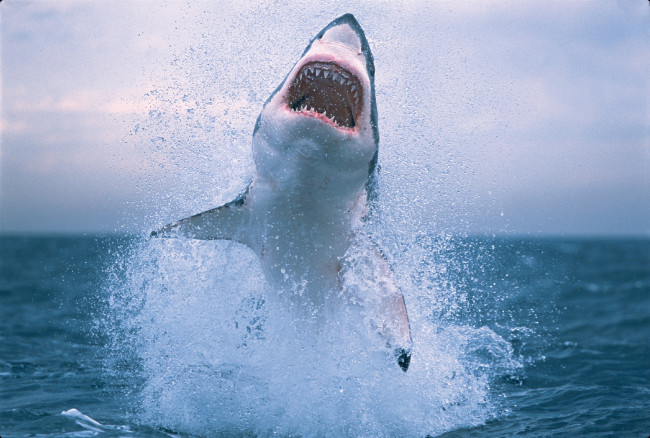 Обои картинки фото животные, акулы, акула, океан, брызги, вода, пасть, челюсти