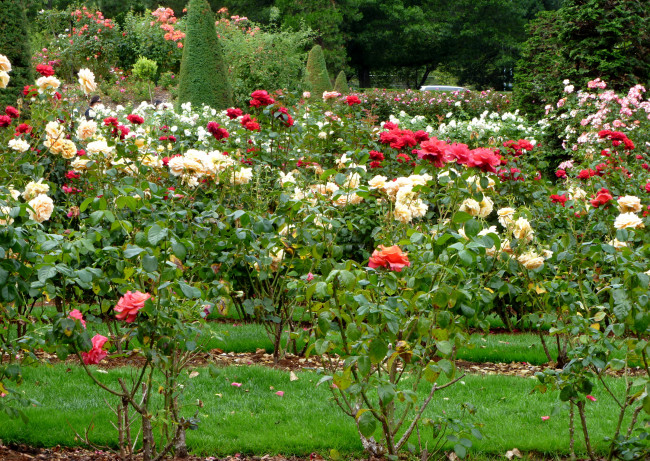 Обои картинки фото цветы, розы, парк, трава