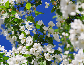 Картинка цветы цветущие деревья кустарники весна листья ветки цветение