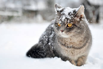 Картинка животные коты снег зима