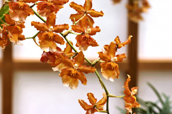Картинка цветы орхидеи оранжевый ветка