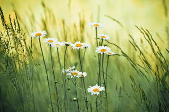 Картинка цветы ромашки луг травы