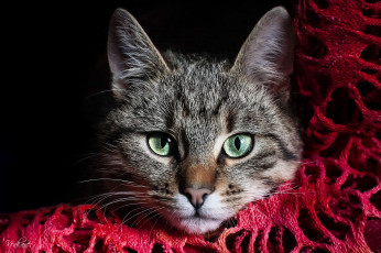 Картинка животные коты мордочка глаза