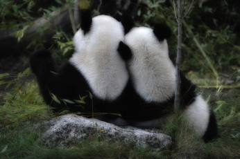 Картинка животные панды спины мишки друзья