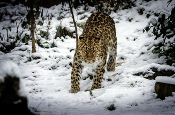 Картинка животные леопарды снег хищник амурский леопард