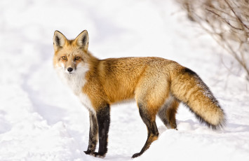 Картинка животные лисы снег рыжая хвост