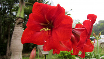 Картинка цветы амариллисы гиппеаструмы макро красный