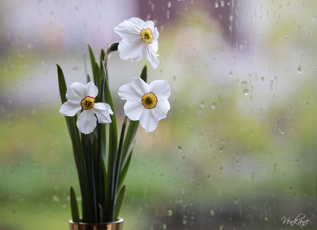 Обои картинки фото цветы, нарциссы, окно, дождь
