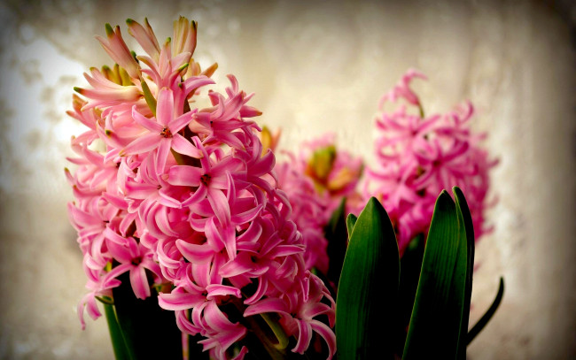 Обои картинки фото цветы, гиацинты, розовый