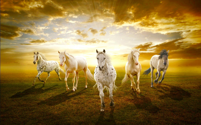 Обои картинки фото рисованные, животные, лошади, поле, рассвет, облака, бег