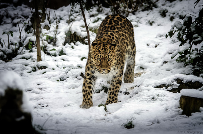 Обои картинки фото животные, леопарды, снег, хищник, амурский, леопард