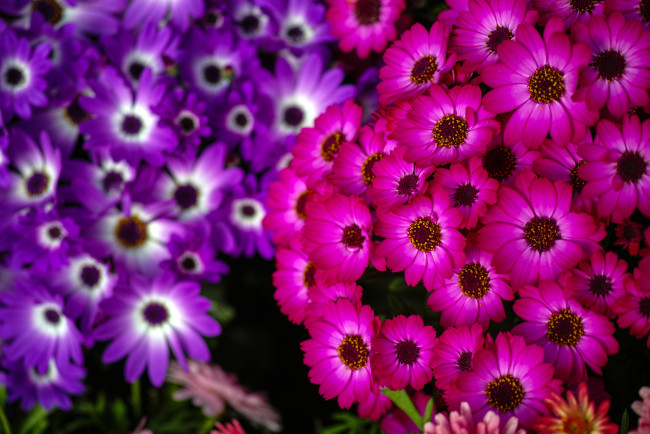 Обои картинки фото цветы, цинерария, фиолетовый, малиновый