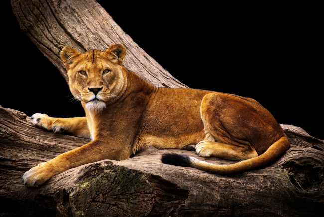 Обои картинки фото животные, львы, красавица