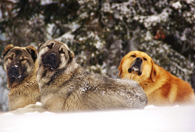 Обои картинки фото животные, собаки, снег, зима