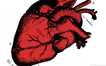 Картинка рисованные -+другое сердце орган надписи вены