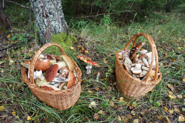 Обои картинки фото еда, грибы,  грибные блюда, корзинки
