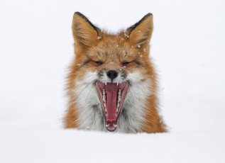Картинка животные лисы пасть зевает лиса лис снег зима