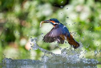 Картинка животные зимородки улов рыба брызги вода kingfisher alcedo atthis обыкновенный зимородок птица