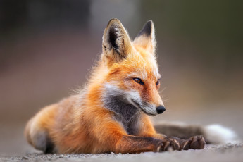 Картинка животные лисы молодая лиса лапы фон