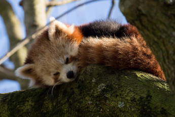 обоя животные, панды, ветки, дерево, спит, firefox, красная, панда