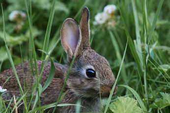 Картинка животные кролики +зайцы зайчишка