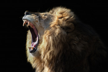 Картинка животные львы пасть грива лев