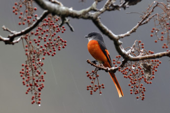 Картинка животные птицы ягоды дождь ветка перья птица