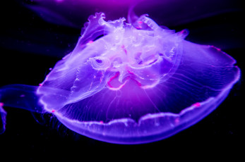 Картинка животные медузы медуза макро подводный мир