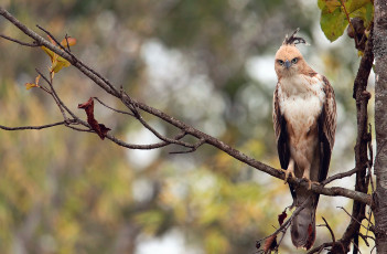 Картинка животные птицы+-+хищники горный хохлатый орёл птица ветки лес индия