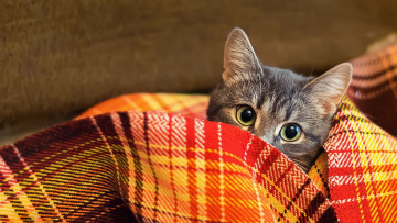 Картинка животные коты кот шерсть плед взгляд одеяло